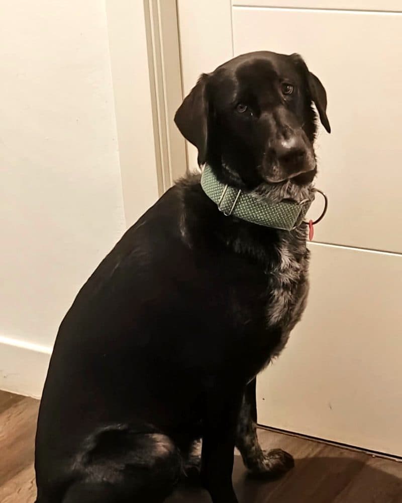 Atenea, una de las tres perras que inspiraron Rutas con Patas